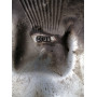 Диск литий Audi  R15 7.0j PCD5*112 ET35 DIA57.1 (сірий)||